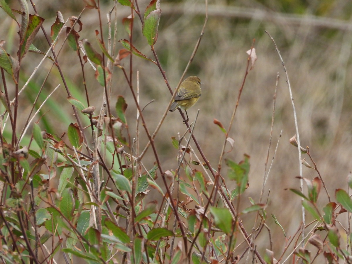 嘰喳柳鶯 - ML643589424