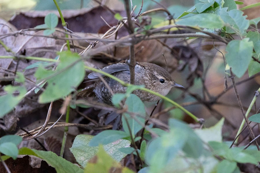 Troglodyte des forêts - ML643589429