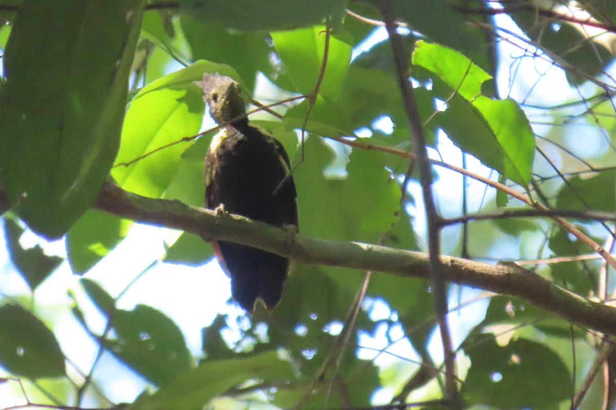 Pic canente - ML643589430