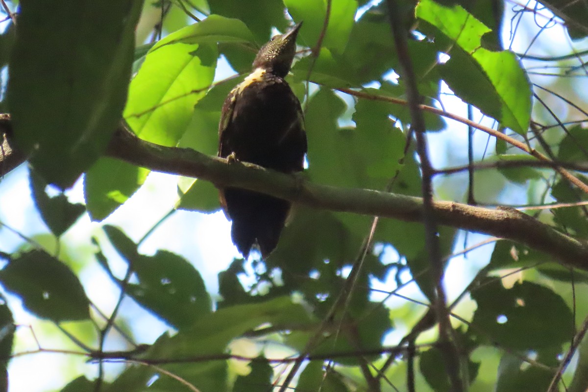 Pic canente - ML643589436