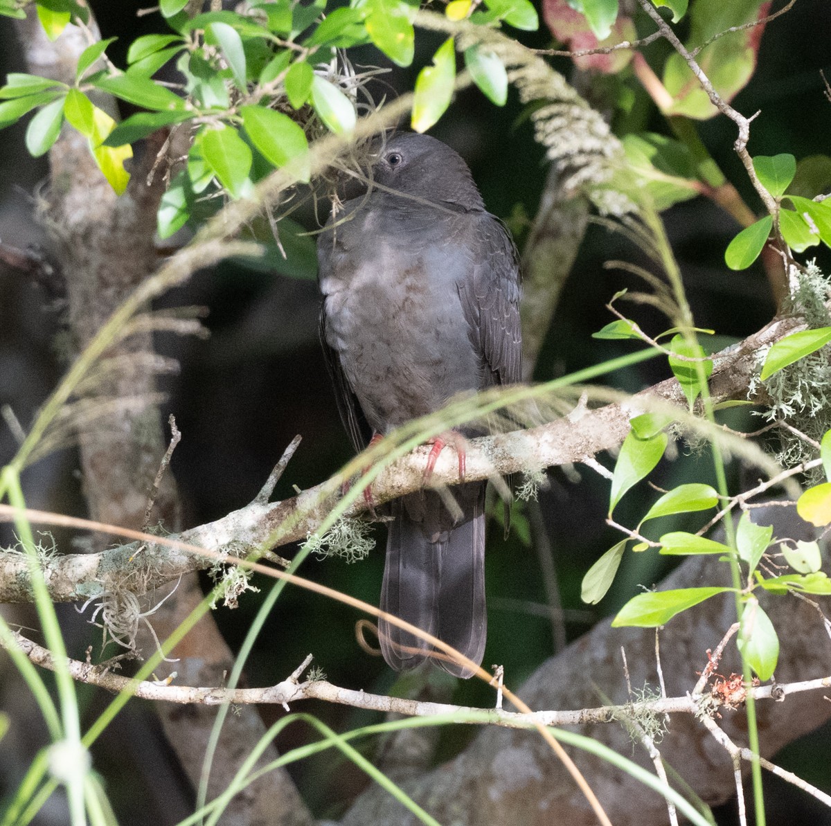 White-crowned Pigeon - ML643589474