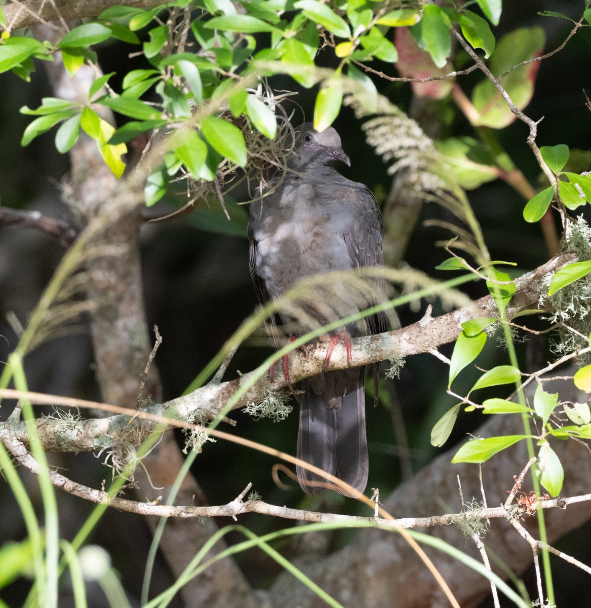 White-crowned Pigeon - ML643589475