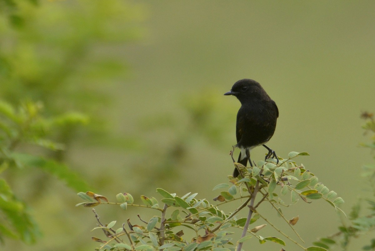 Pied Bushchat - ML643589476