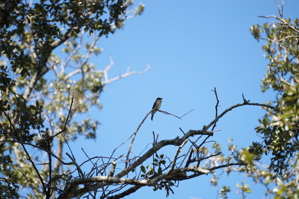 Eastern Wood-Pewee - ML643589507