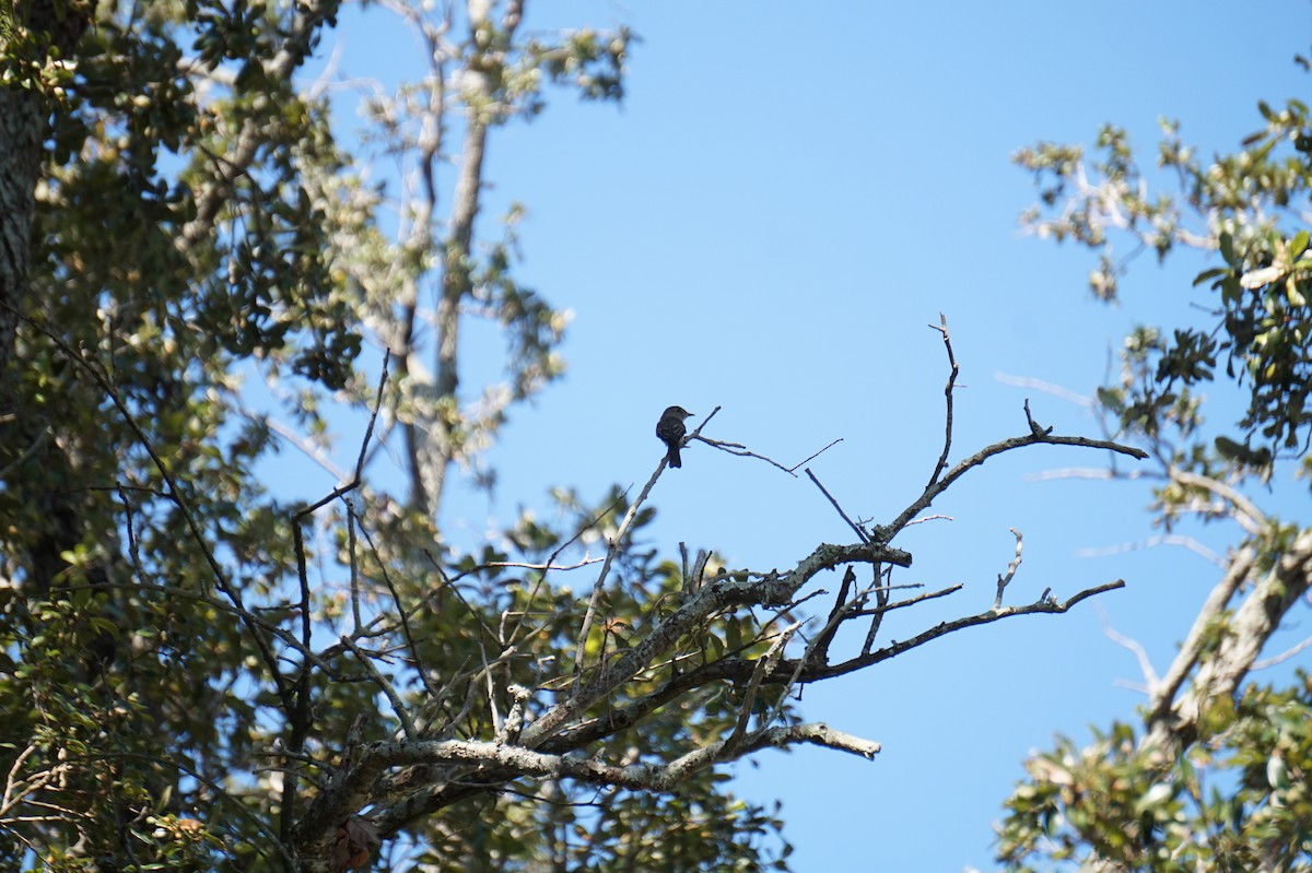 Eastern Wood-Pewee - ML643589508