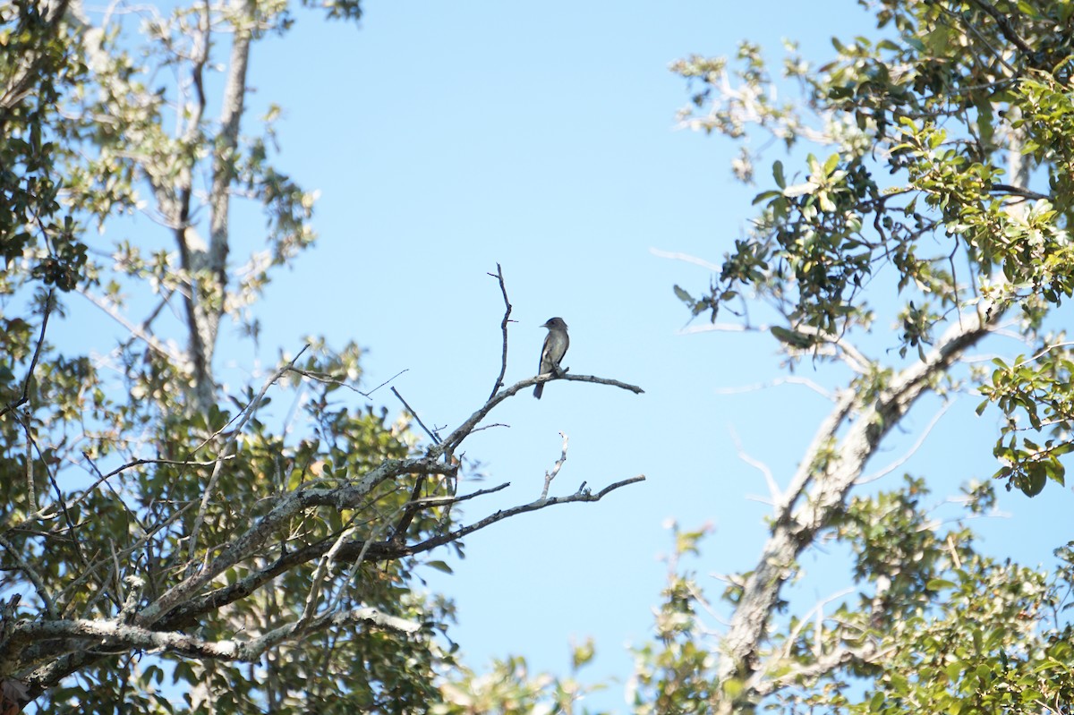 Eastern Wood-Pewee - ML643589509
