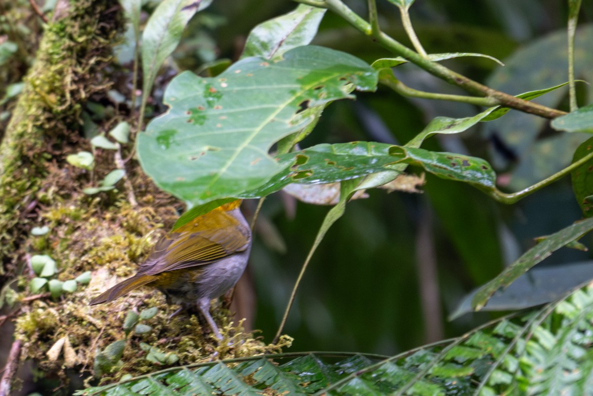 Short-billed Chlorospingus - ML643589522