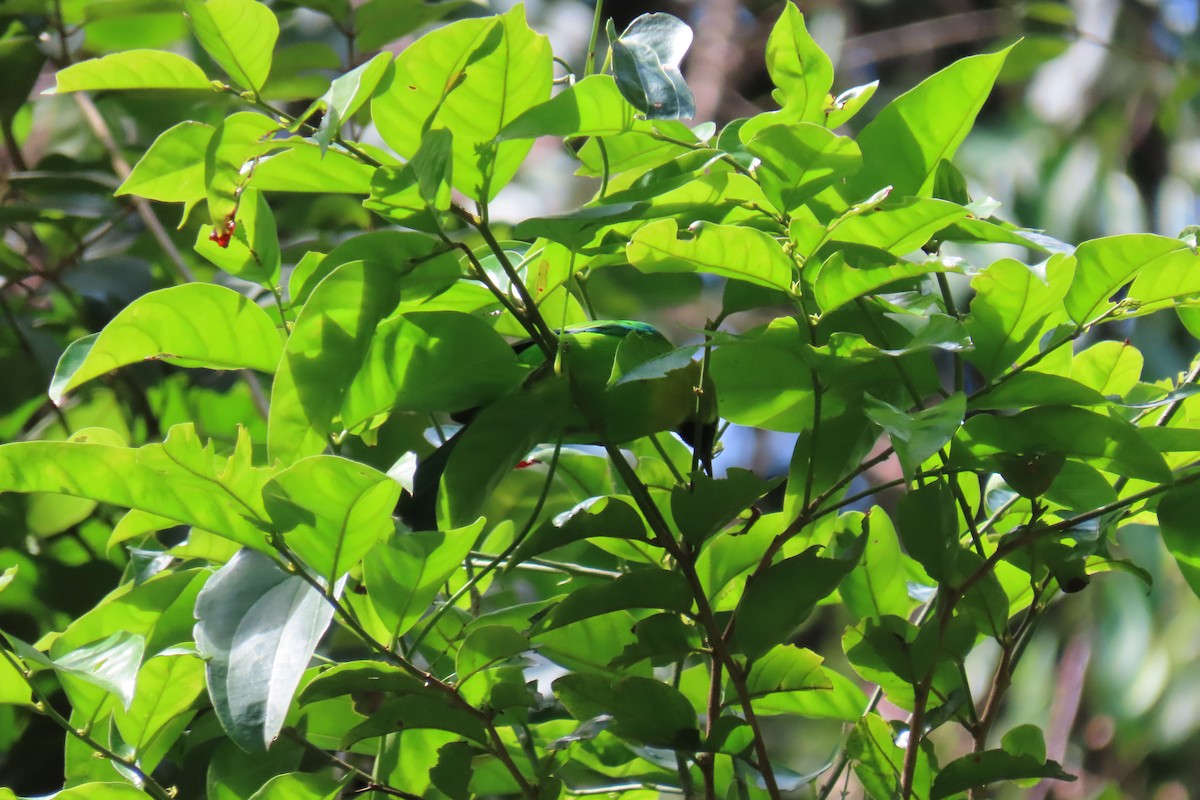 Blue-winged Leafbird - ML643589526