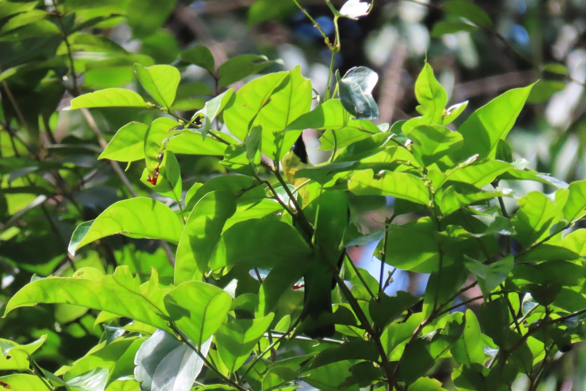 Blue-winged Leafbird - ML643589527