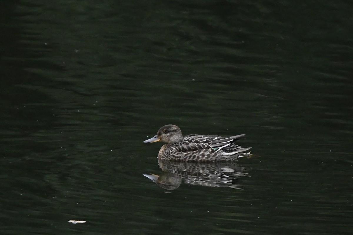 Green-winged Teal (Eurasian) - ML643589542