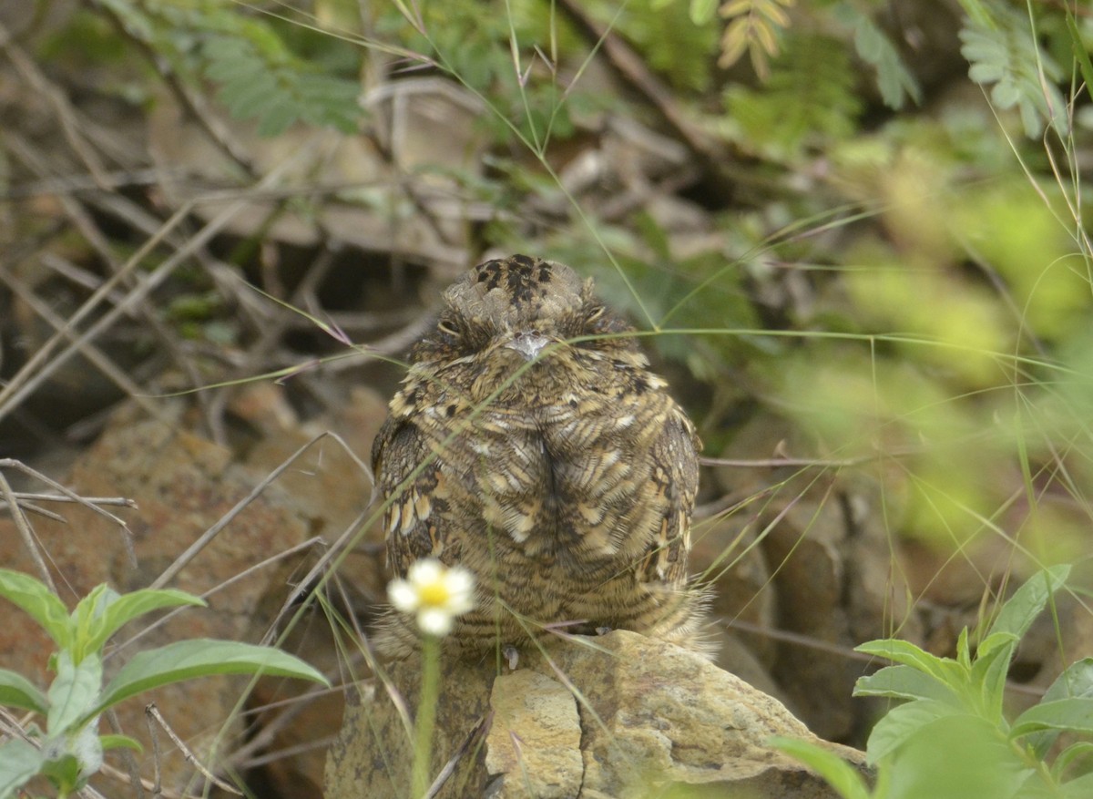 Hint Çobanaldatanı - ML643589550