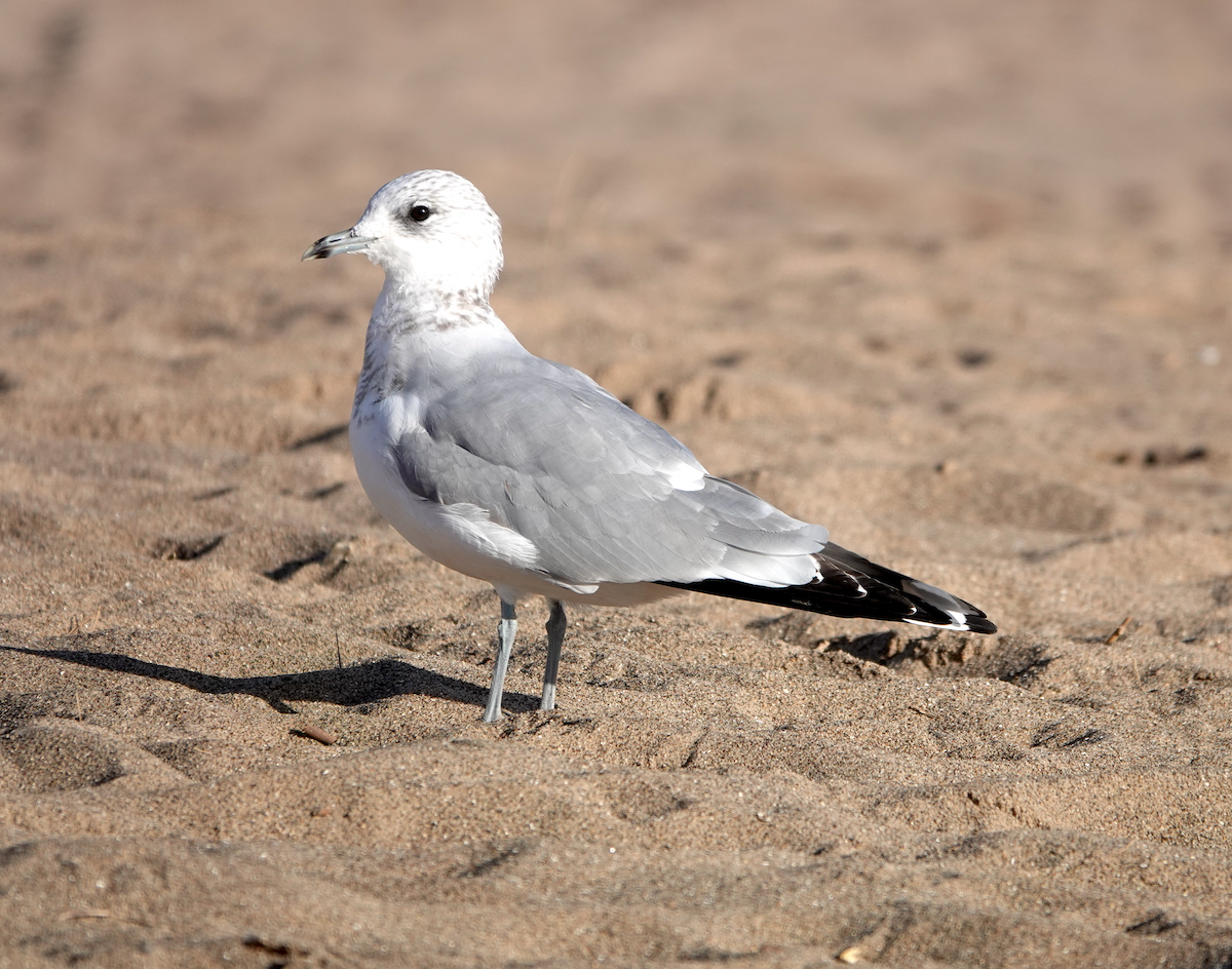 Common Gull - ML643589556