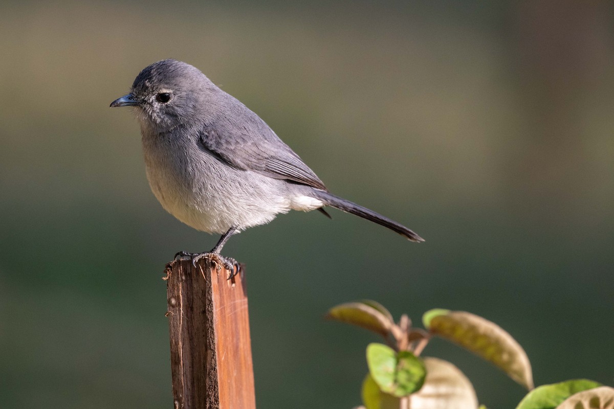 White-eyed Slaty-Flycatcher - ML643589557