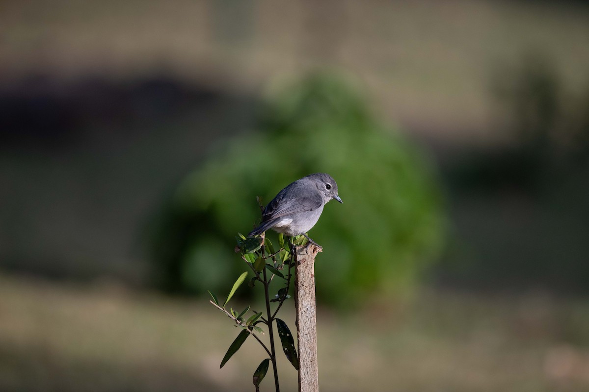 White-eyed Slaty-Flycatcher - ML643589558