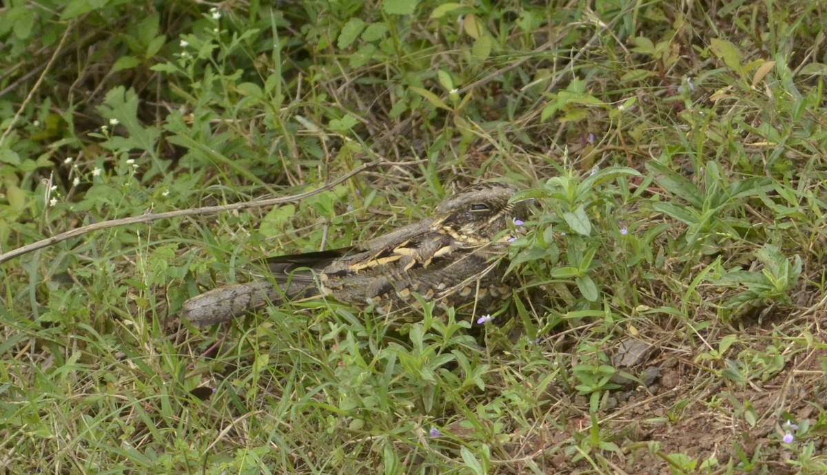 Hint Çobanaldatanı - ML643589562