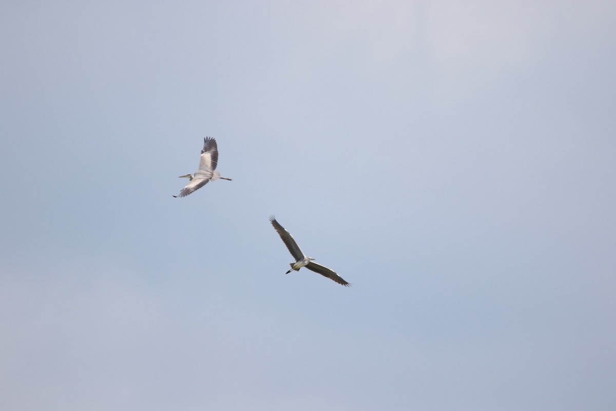 蒼鷺 - ML643589566