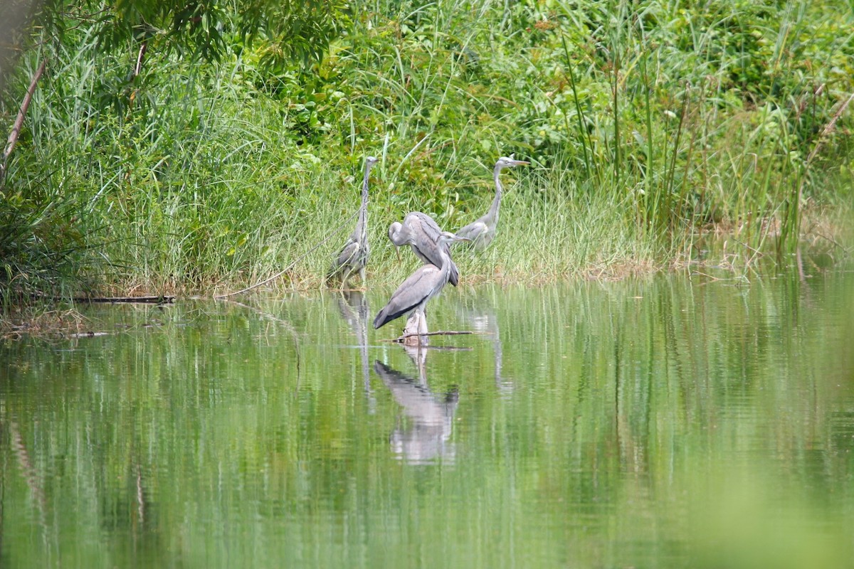 蒼鷺 - ML643589567