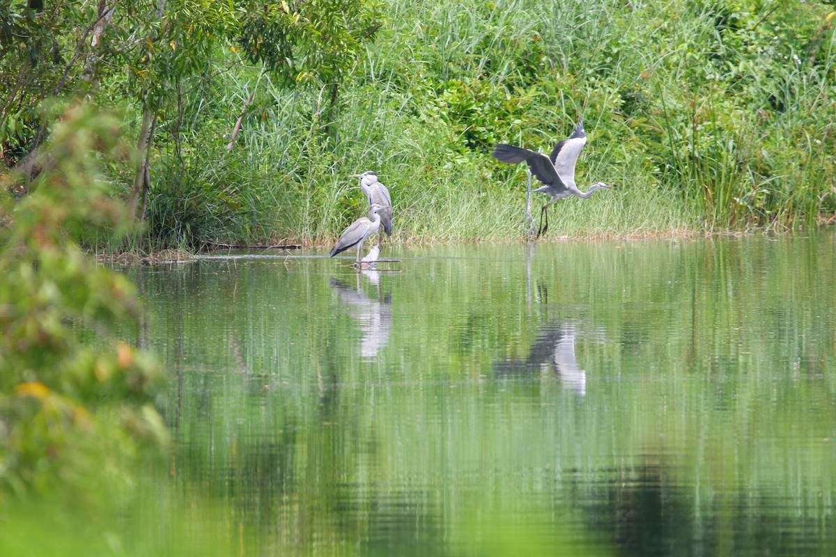 蒼鷺 - ML643589568