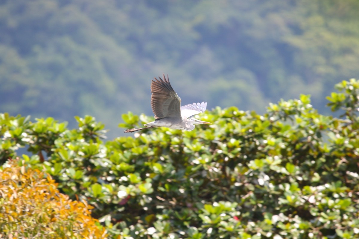 蒼鷺 - ML643589569