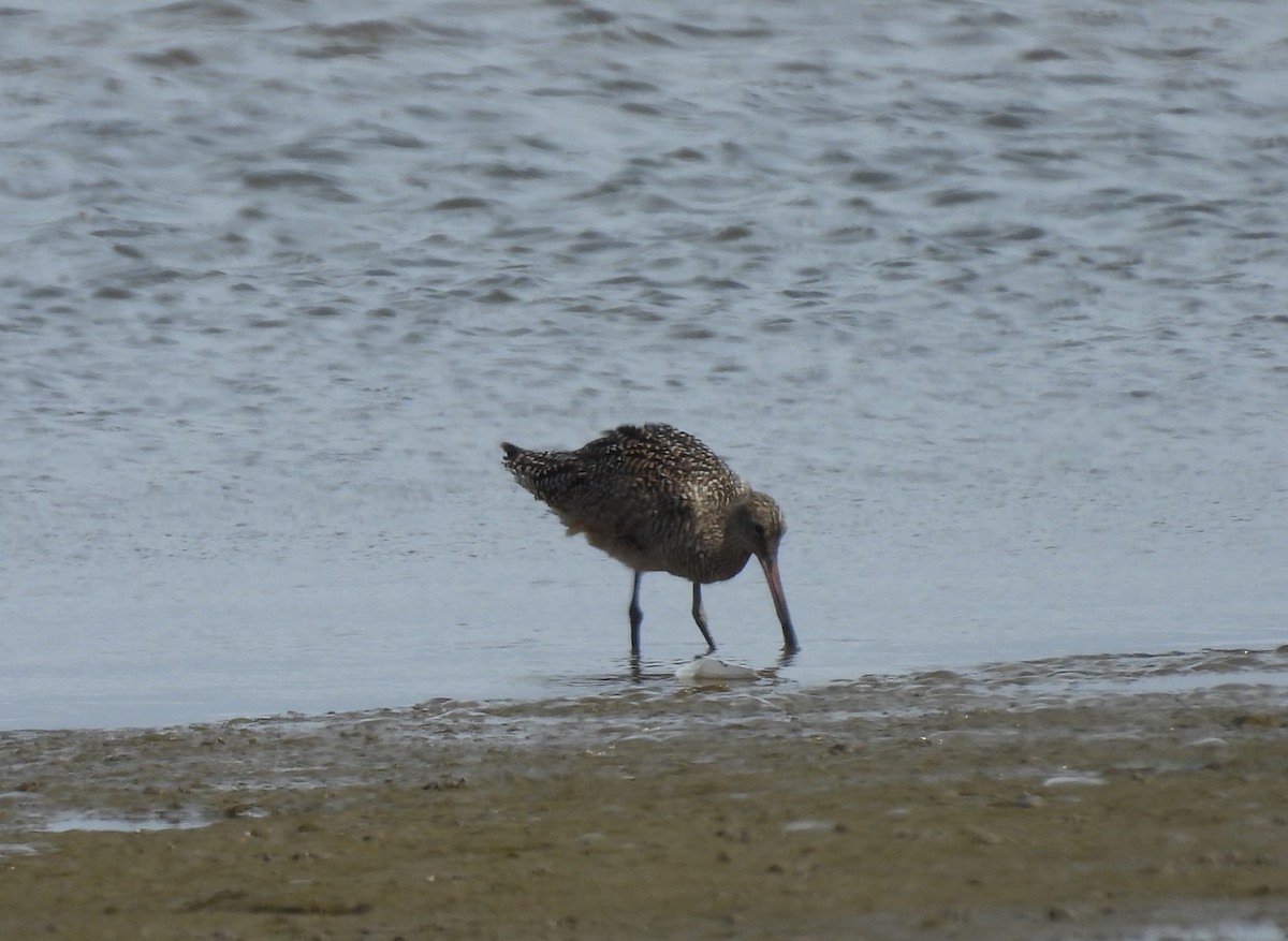 Marbled Godwit - ML643589570