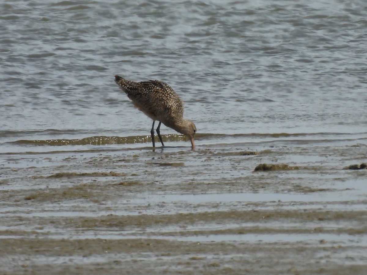 Marbled Godwit - ML643589571