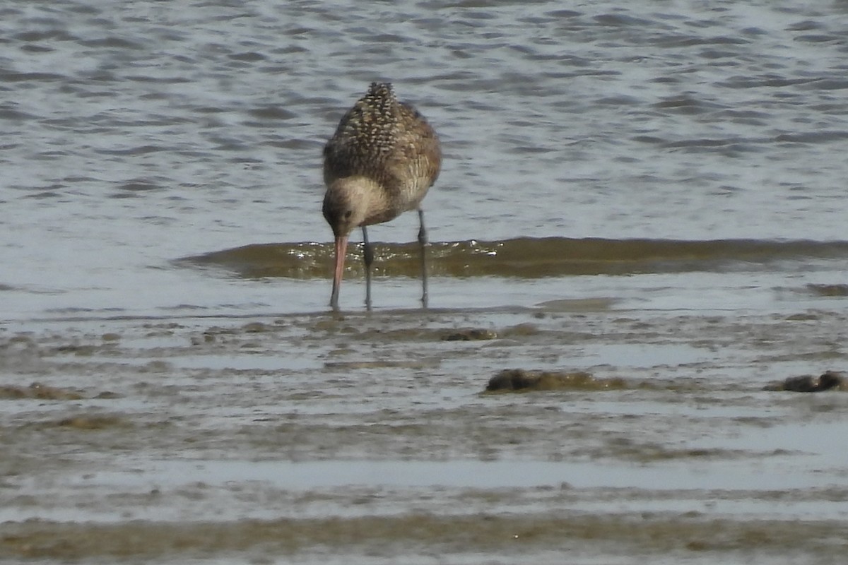 Marbled Godwit - ML643589572