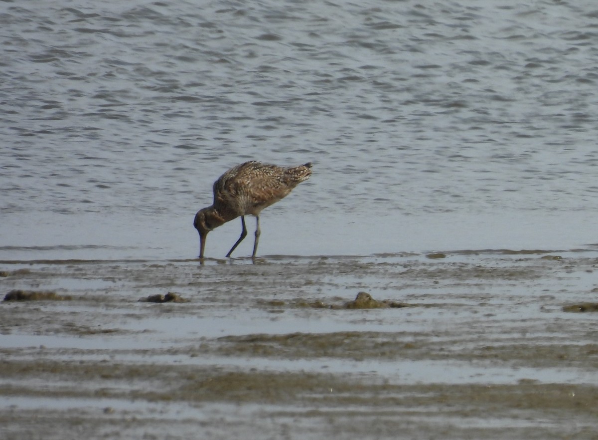 Marbled Godwit - ML643589573