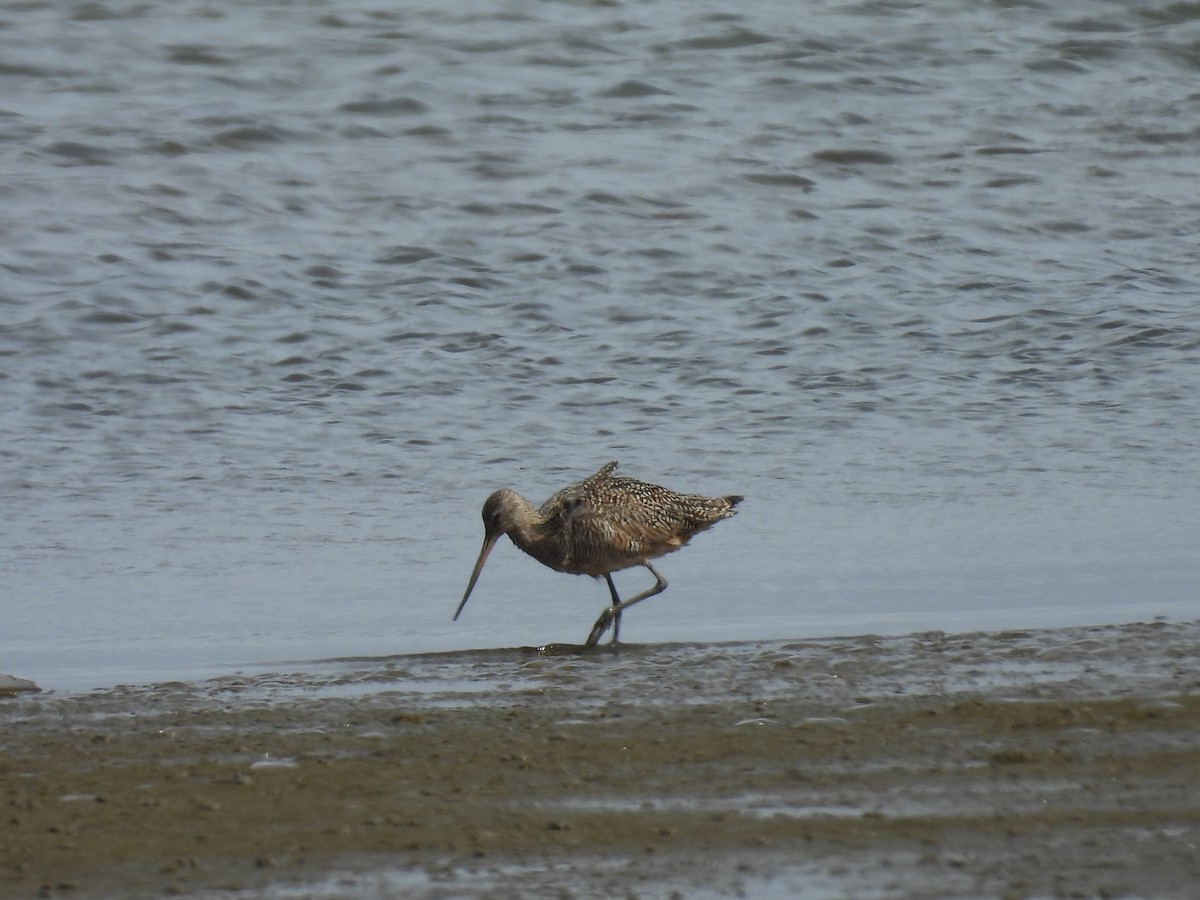 Marbled Godwit - ML643589574