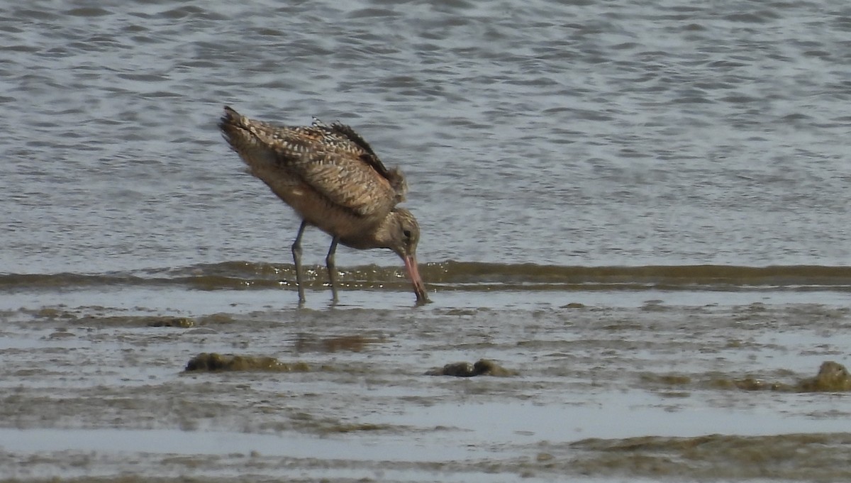Marbled Godwit - ML643589575