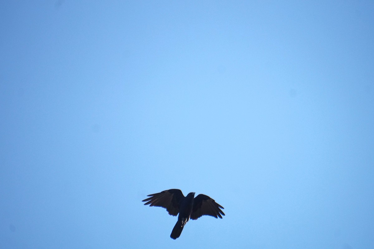Fish Crow - ML643589584