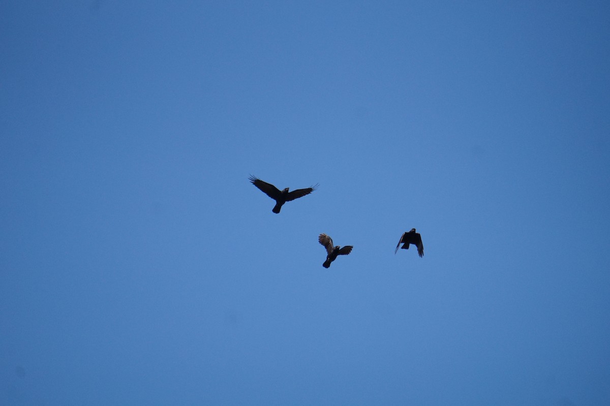 Fish Crow - ML643589585