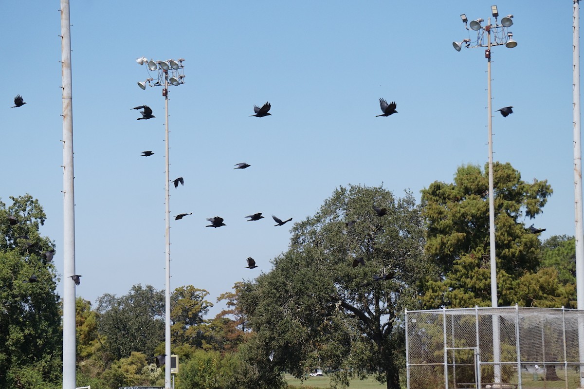 Fish Crow - ML643589586