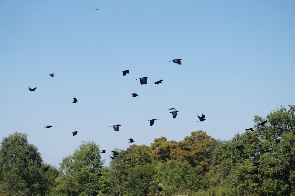 Fish Crow - ML643589587