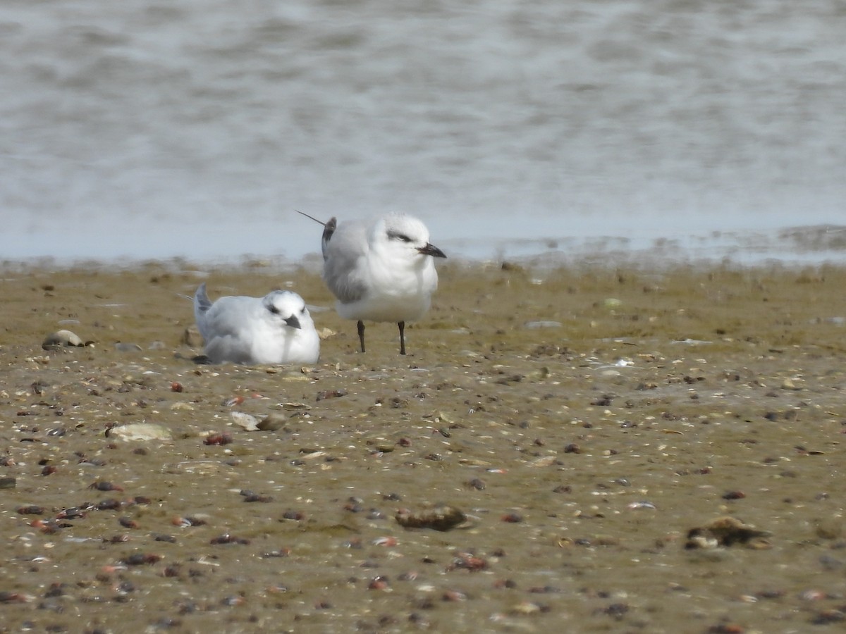 Gull-billed Tern - ML643589591