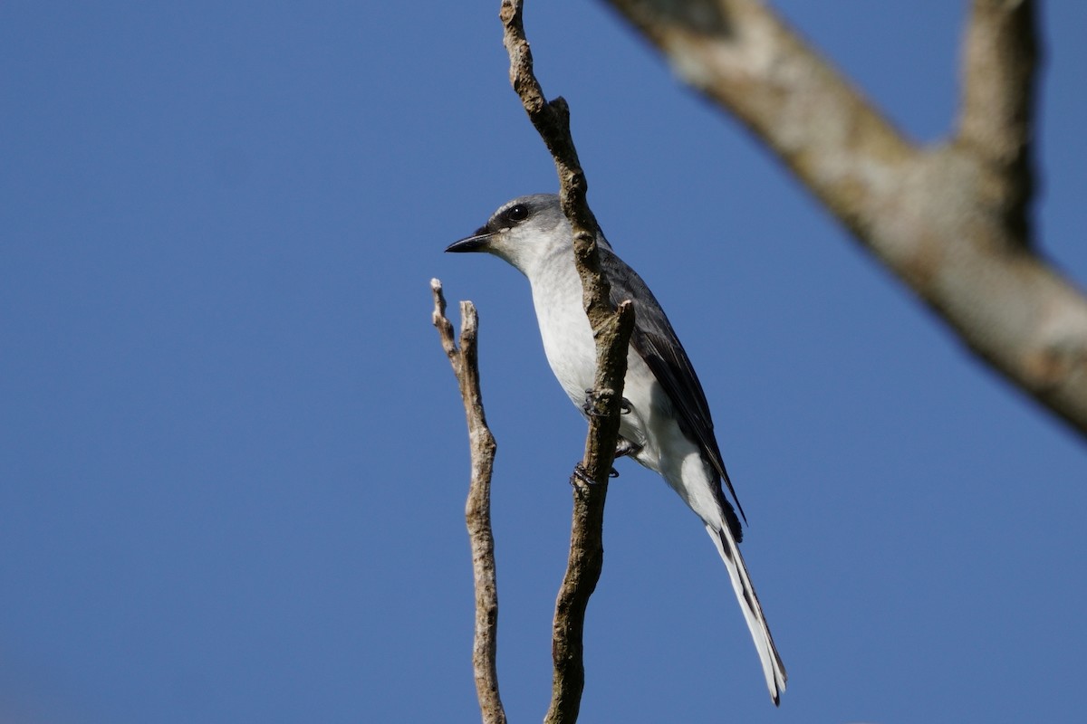 Minivet Ceniciento - ML643589592
