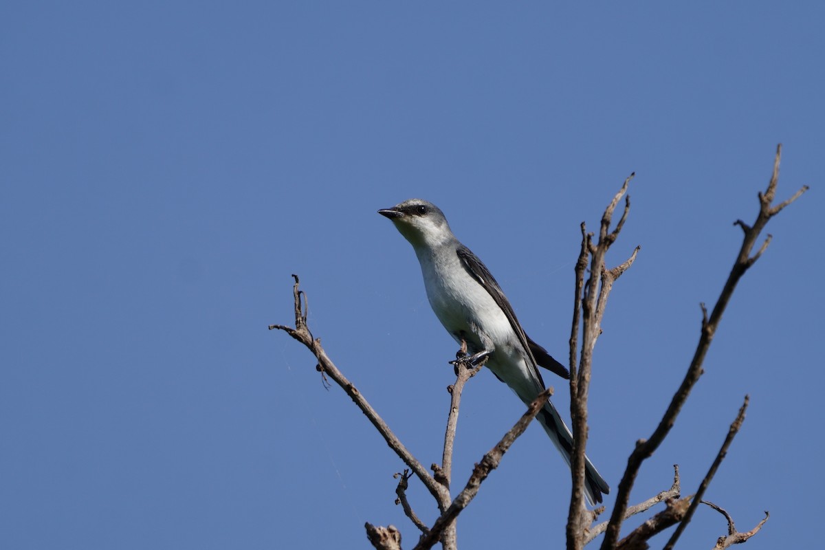 Minivet Ceniciento - ML643589593