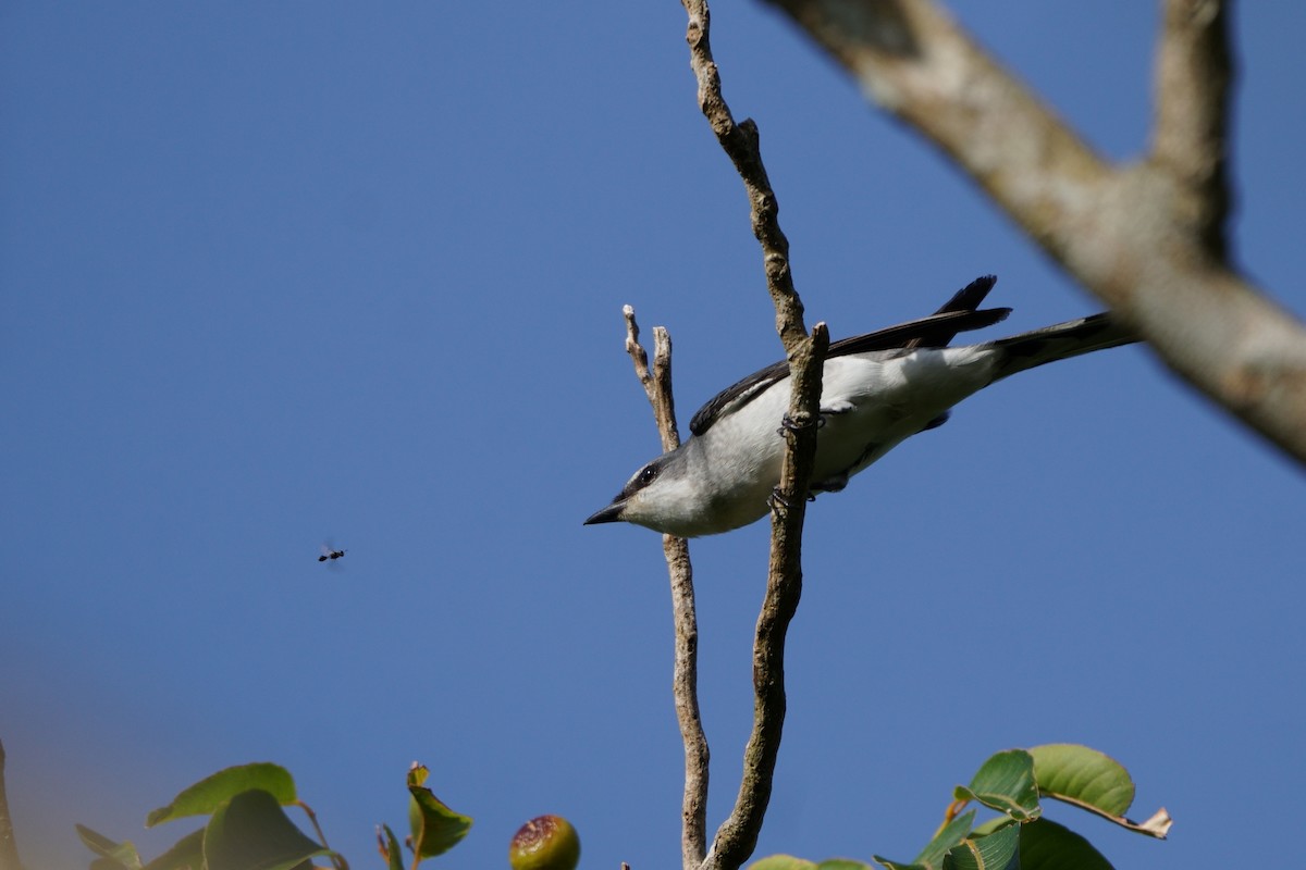 Minivet Ceniciento - ML643589594
