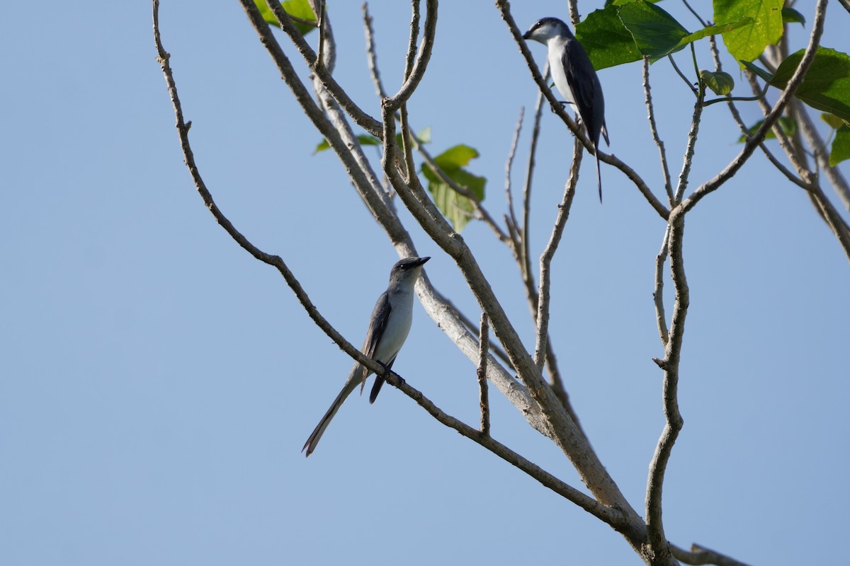 Minivet Ceniciento - ML643589595