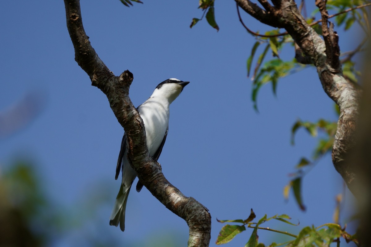 Minivet Ceniciento - ML643589596