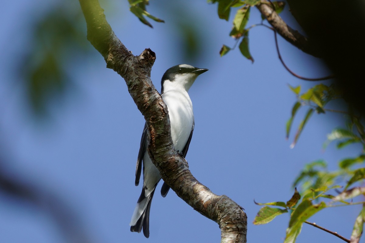 Minivet Ceniciento - ML643589597