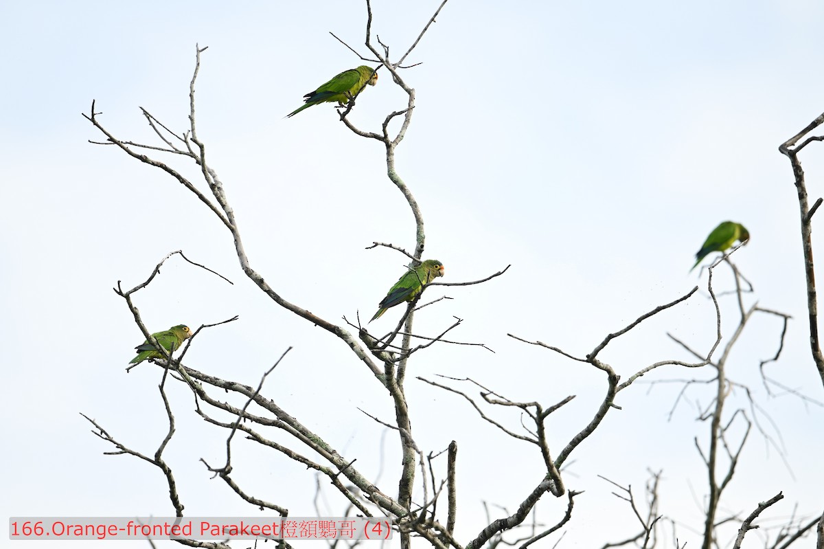 Aratinga Frentinaranja - ML643589601