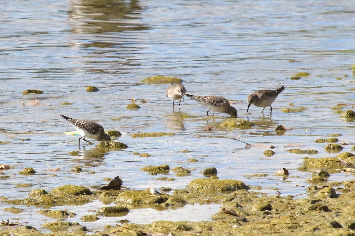 Correlimos Culiblanco - ML643589603