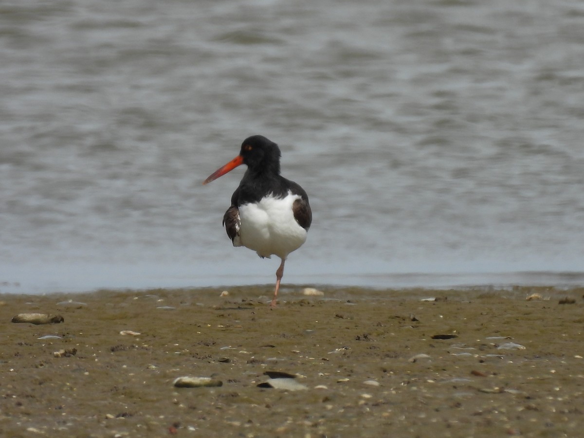 American Oystercatcher - ML643589615