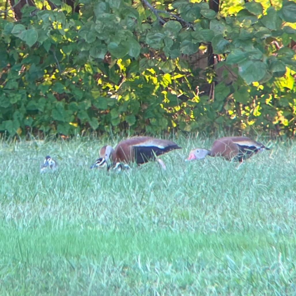 Black-bellied Whistling-Duck - ML643589616