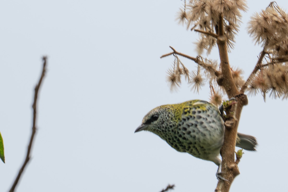 Spotted Tanager - ML643589619