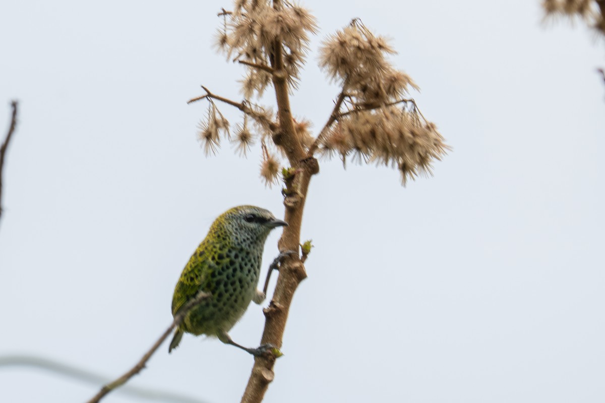 Spotted Tanager - ML643589620