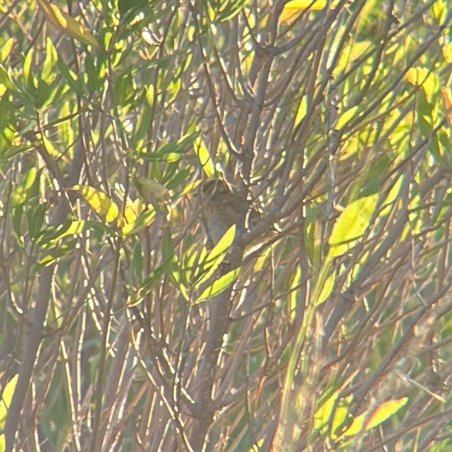 Nelson's Sparrow - ML643589642