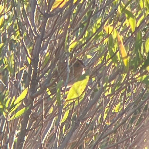 Nelson's Sparrow - ML643589644