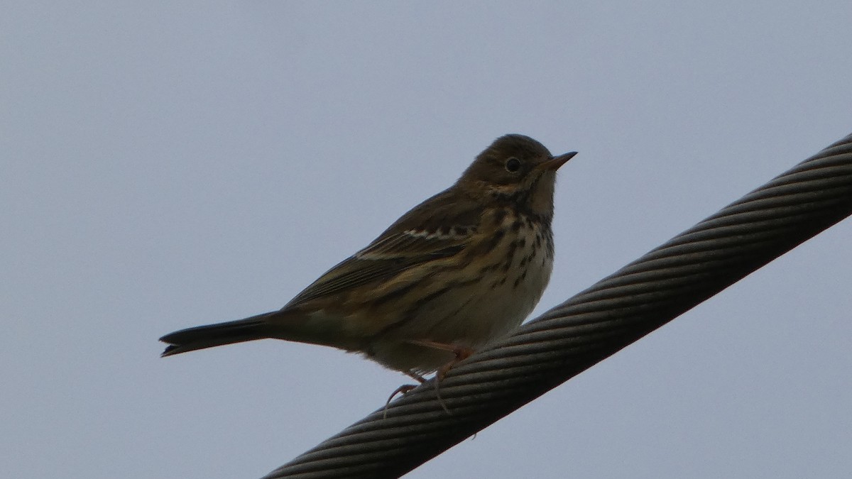 Meadow Pipit - ML643589652