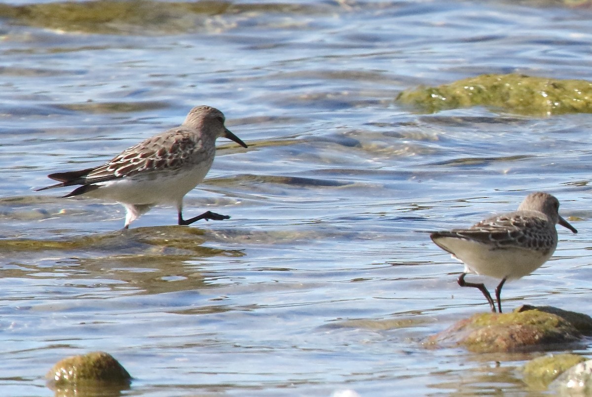 Correlimos Culiblanco - ML643589672